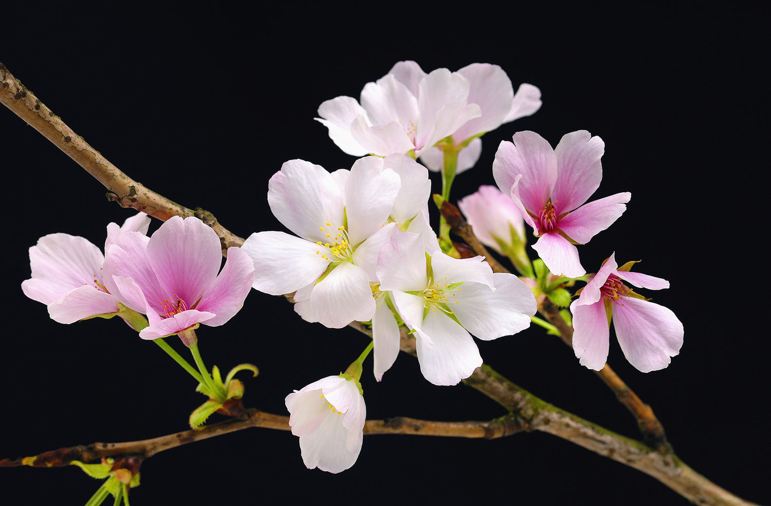 Fototapet Cherry Blossoms 115 x 175cm.