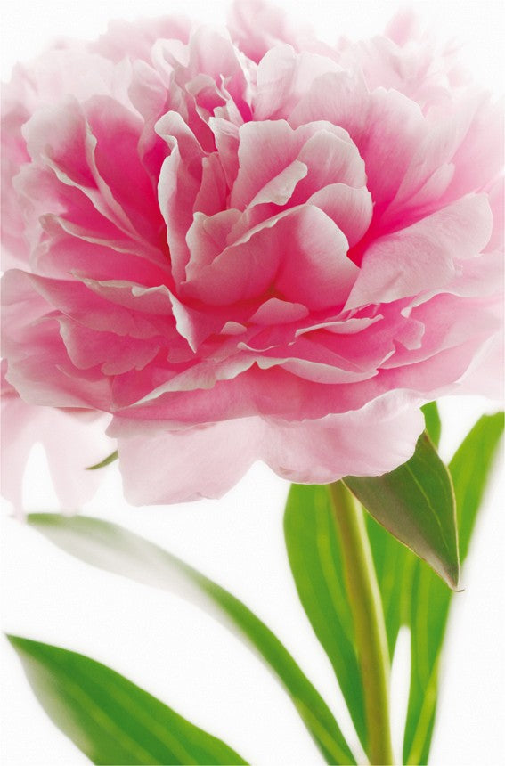 Fototapet Pink Rose 115 x 175cm.