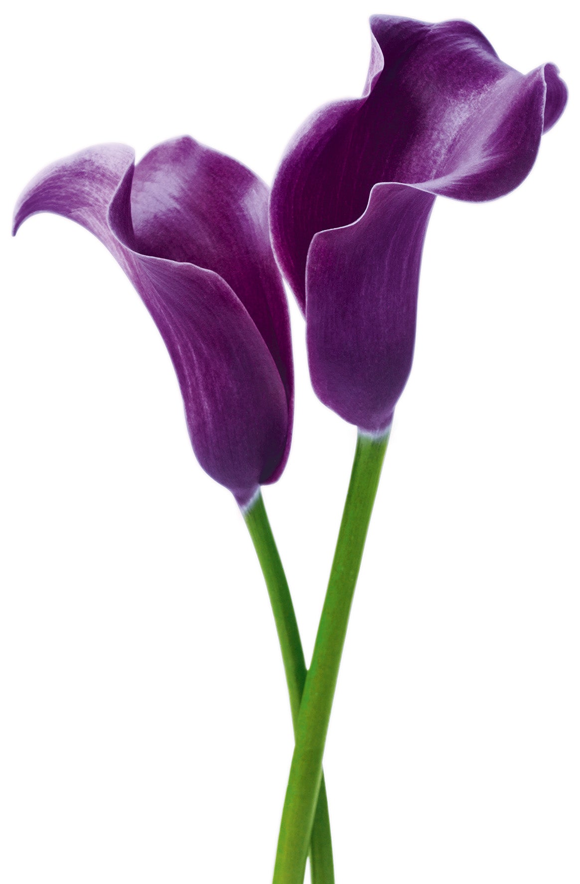 Fototapet Purple  Calla Lilies 115 x 175cm.