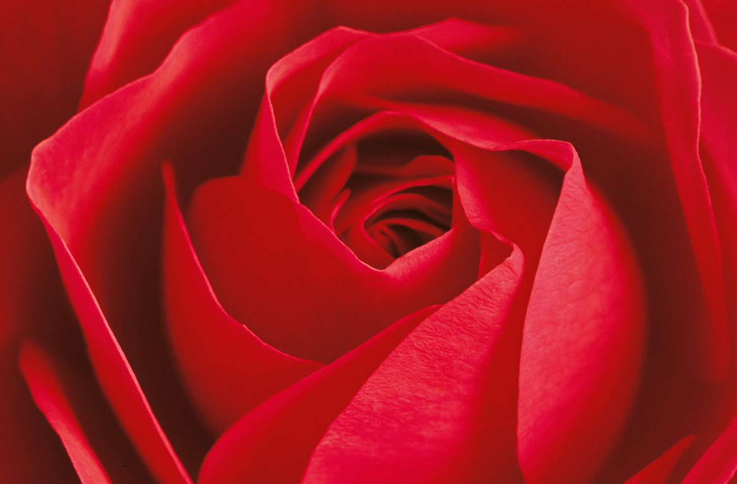 Fototapet Red Rose 115 x 175cm.