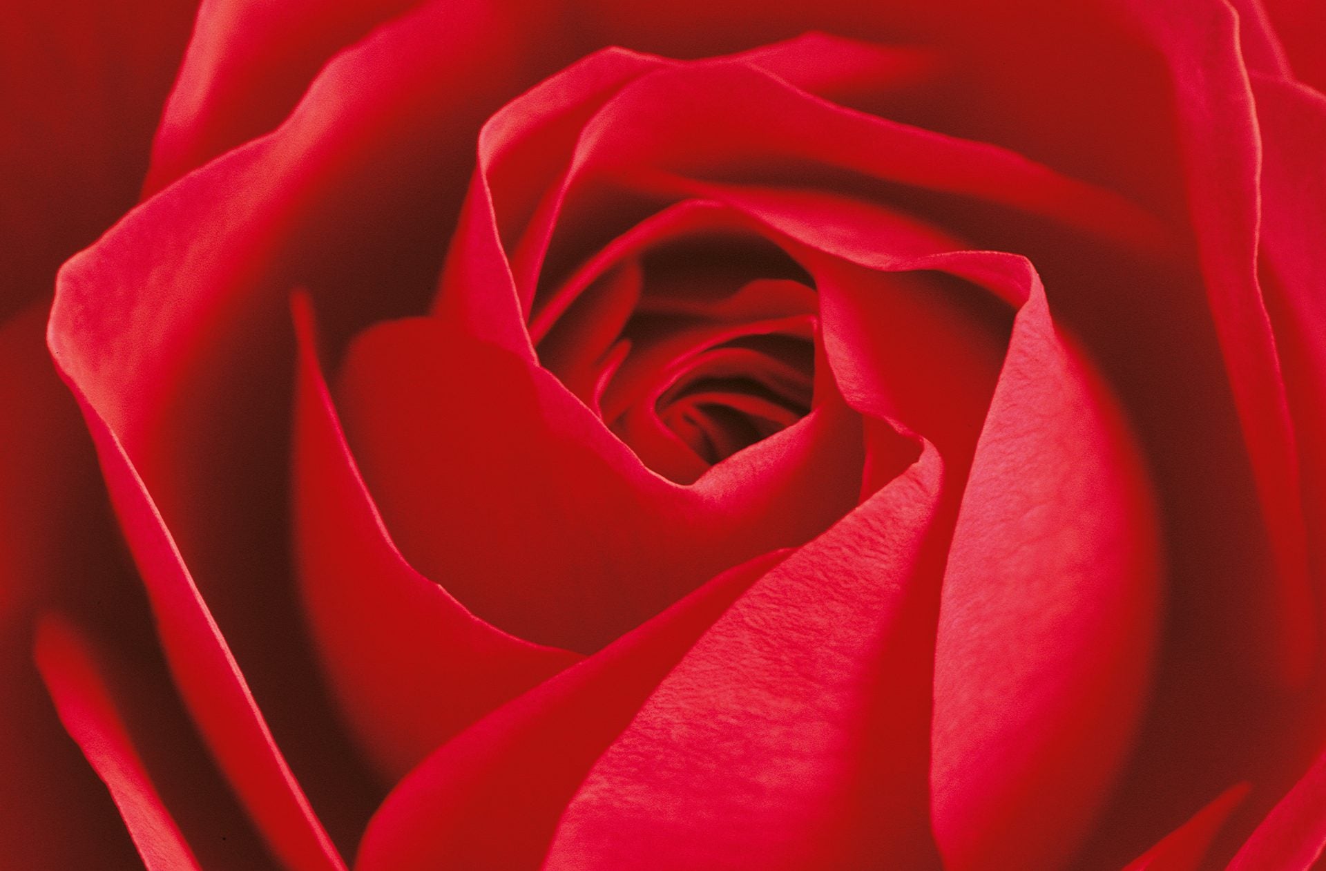 Fototapet Red Rose 115 x 175cm.