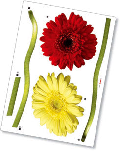 Wallsticker Gerbera 5 dele