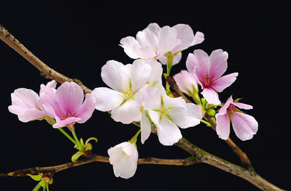 Fototapet Cherry Blossom 627